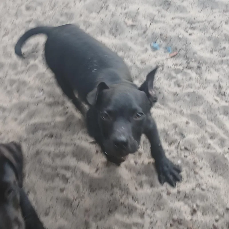 A baby medium-sized male Black Mixed Breed dog named Demitrious for adoption in Williston, FL
