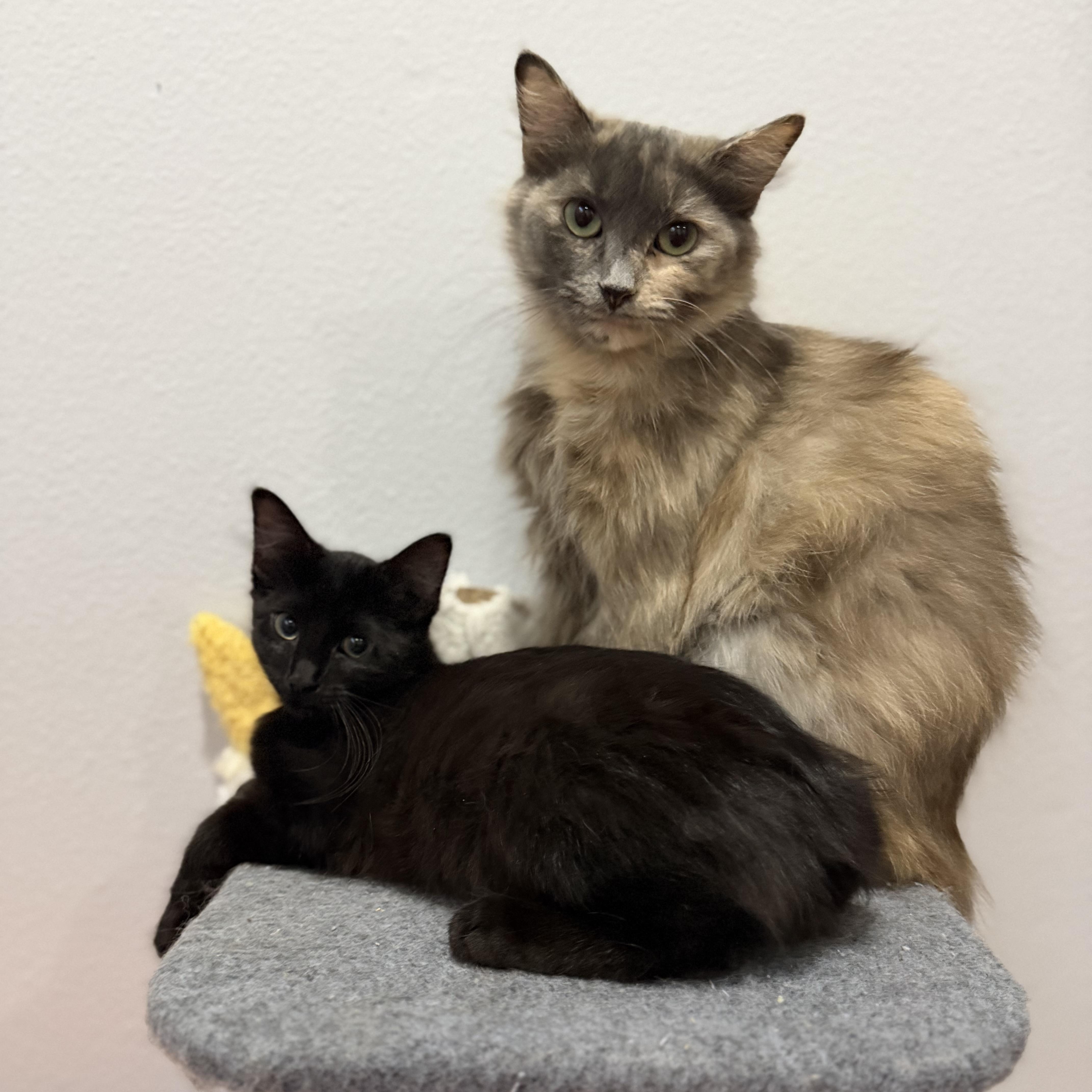 A baby small-sized female Black Domestic Short Hair cat named Lexus for adoption in Tampa, FL