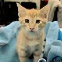 A baby small-sized male Orange / Red Domestic Short Hair cat named Beanie for adoption in Houston, TX