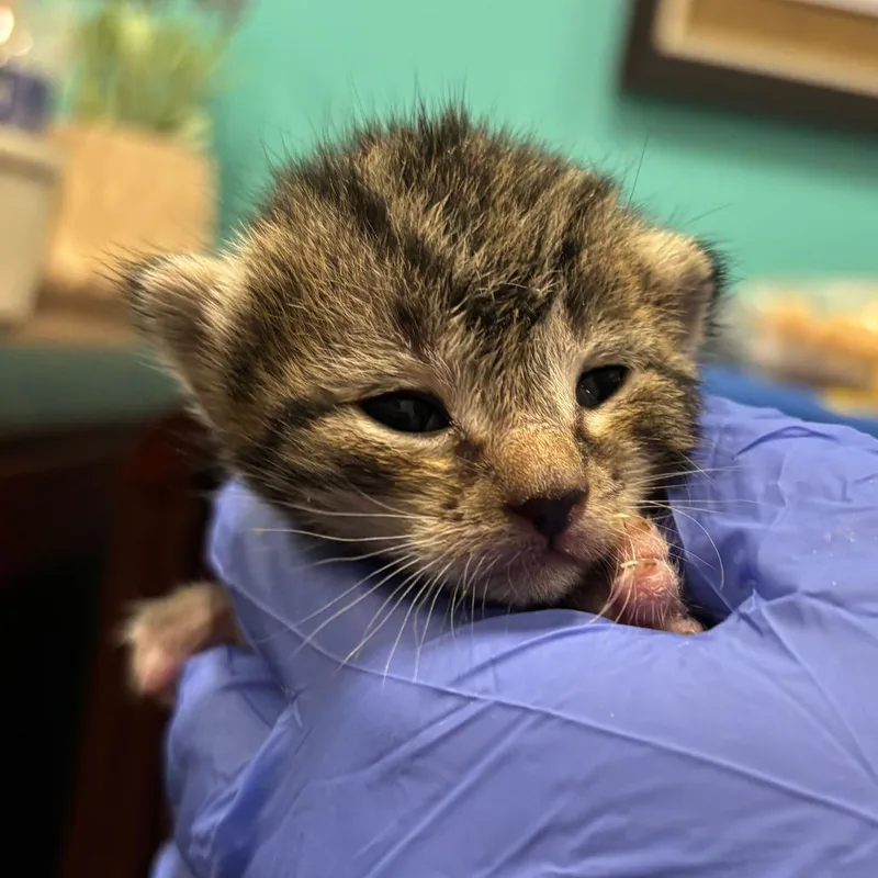 A baby small-sized female Brown / Chocolate Domestic Short Hair cat named Atlas for adoption in Wilmington, DE