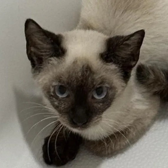 A baby medium-sized female Siamese cat named Willow for adoption in Richmond, VA