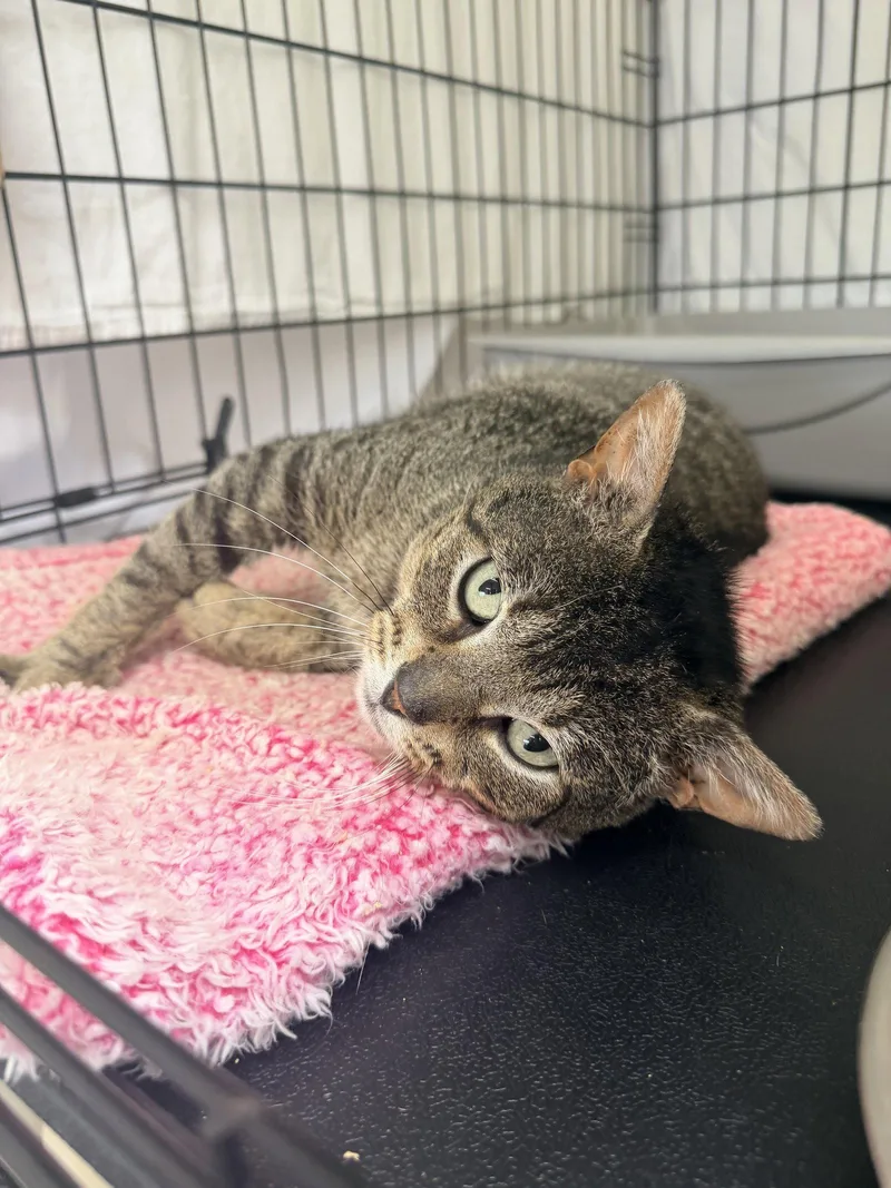 Gausswillow Grove thumbnail 2