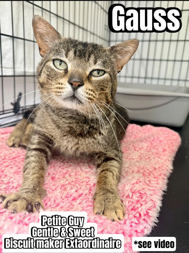 Gausswillow Grove thumbnail 3