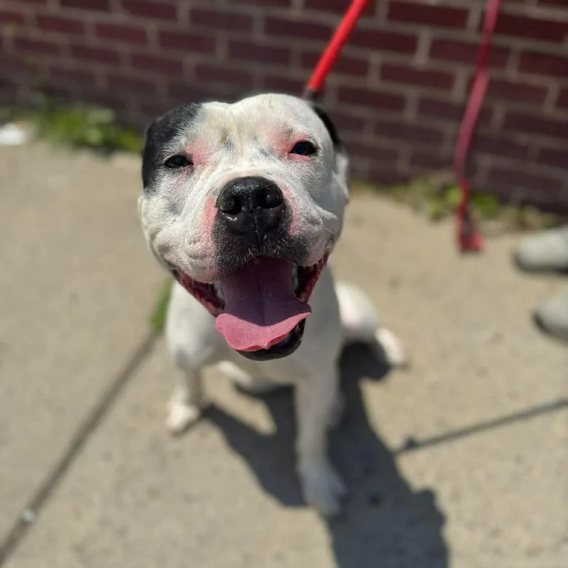 A young medium-sized male White / Cream Pit Bull Terrier dog named Tomaso for adoption in Buffalo, NY