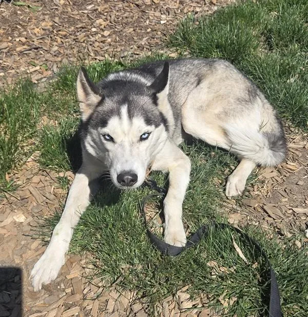 An adult large-sized male Siberian Husky dog named Maverick for adoption in Salem, OR
