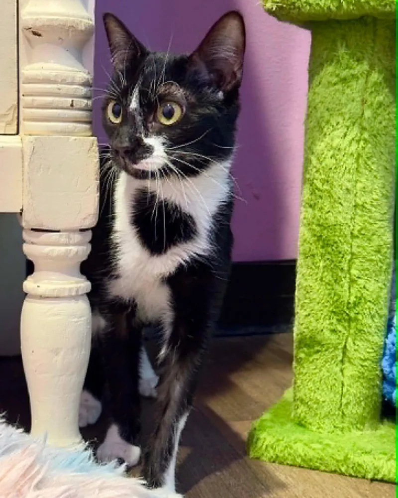 A young small-sized female Black & White / Tuxedo Domestic Short Hair cat named Laker for adoption in Flint, TX