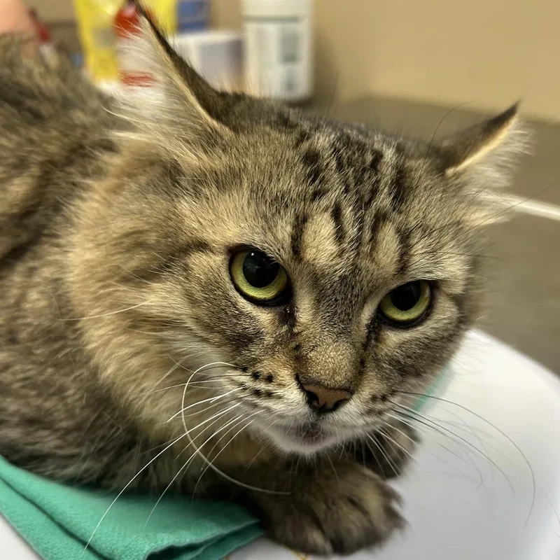 An adult large-sized female Brown / Chocolate Domestic Long Hair cat named Formula Rossa for adoption in Tacoma, WA
