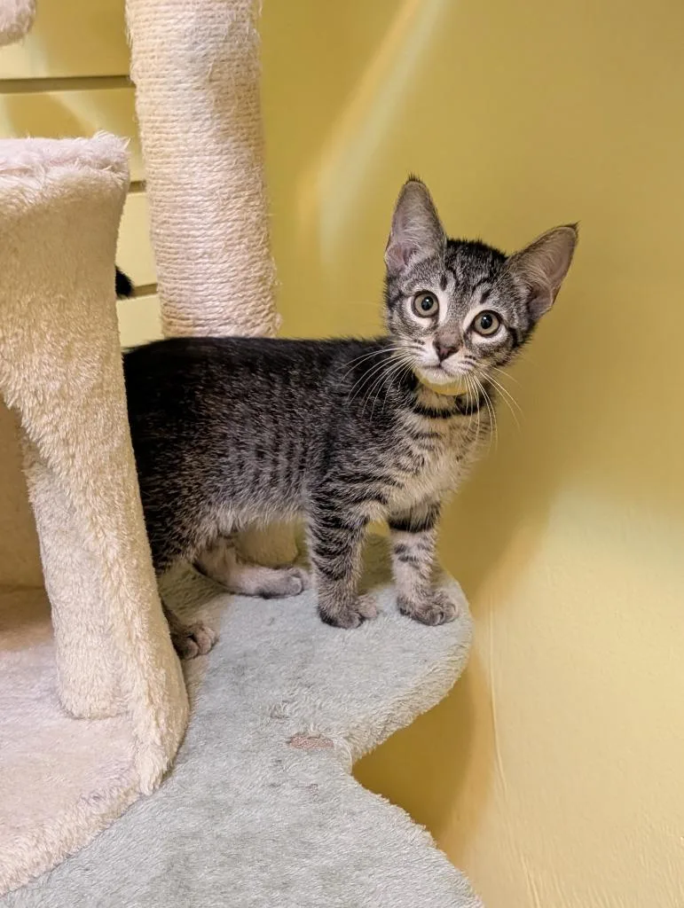 A baby small-sized female Domestic Short Hair cat named Sandy for adoption in Rutherfordton, NC
