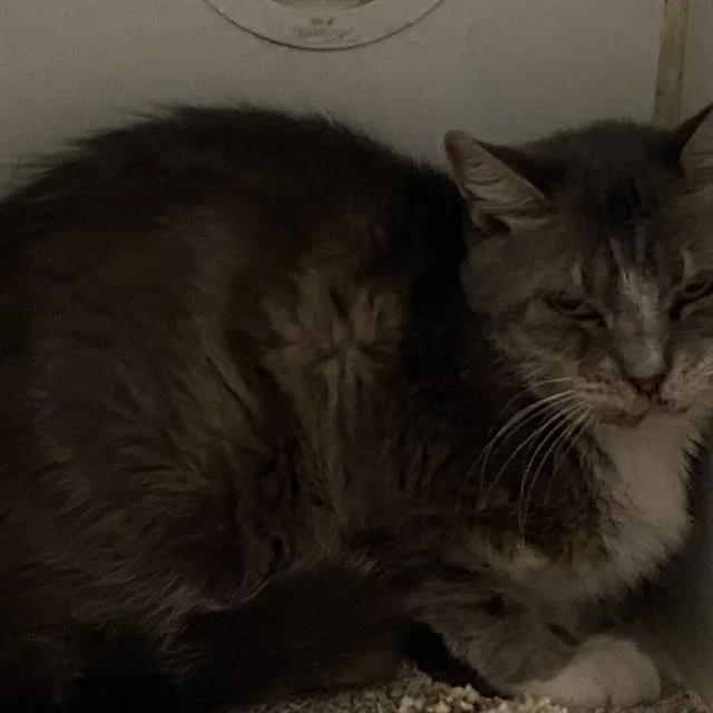 An adult medium-sized female Domestic Short Hair cat named A for adoption in Modesto, CA