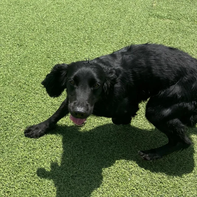 A senior medium-sized female Black English Cocker Spaniel dog named Nikki for adoption in LOXAHATCHEE, FL