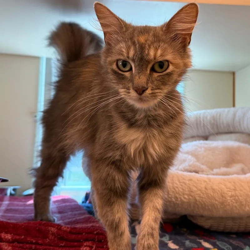 An adult medium-sized female Tortoiseshell Domestic Short Hair cat named Sea Breeze for adoption in Norman, OK