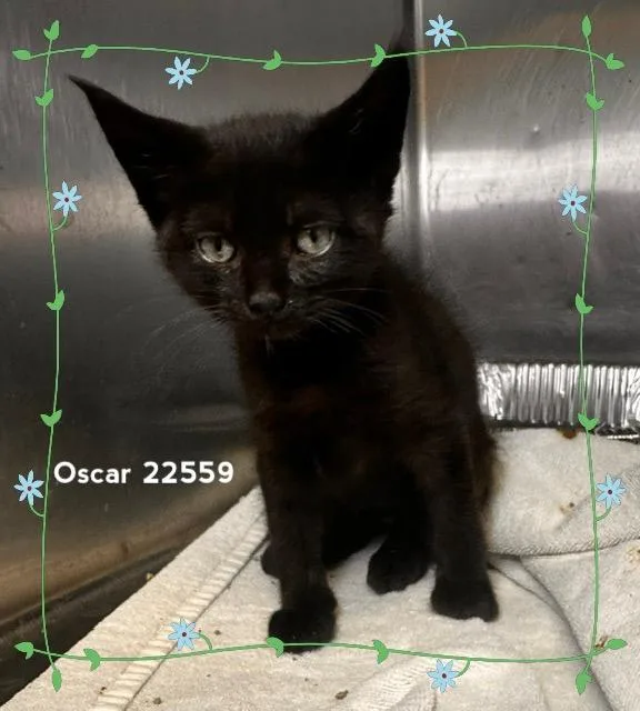 A baby medium-sized male Black Domestic Short Hair cat named Oscar for adoption in Marietta, GA