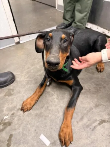 A young medium-sized female Doberman Pinscher dog named Lala for adoption in Los Angeles, CA