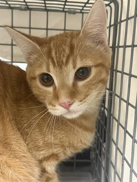 A young small-sized male Domestic Short Hair cat named Timmy for adoption in Las Vegas, NV
