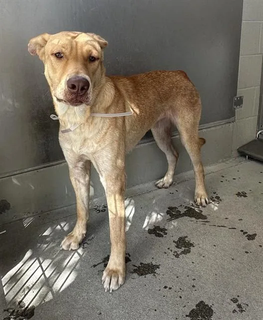 A young extra large-sized female German Shepherd Dog dog named Kahlifah for adoption in Lancaster, CA