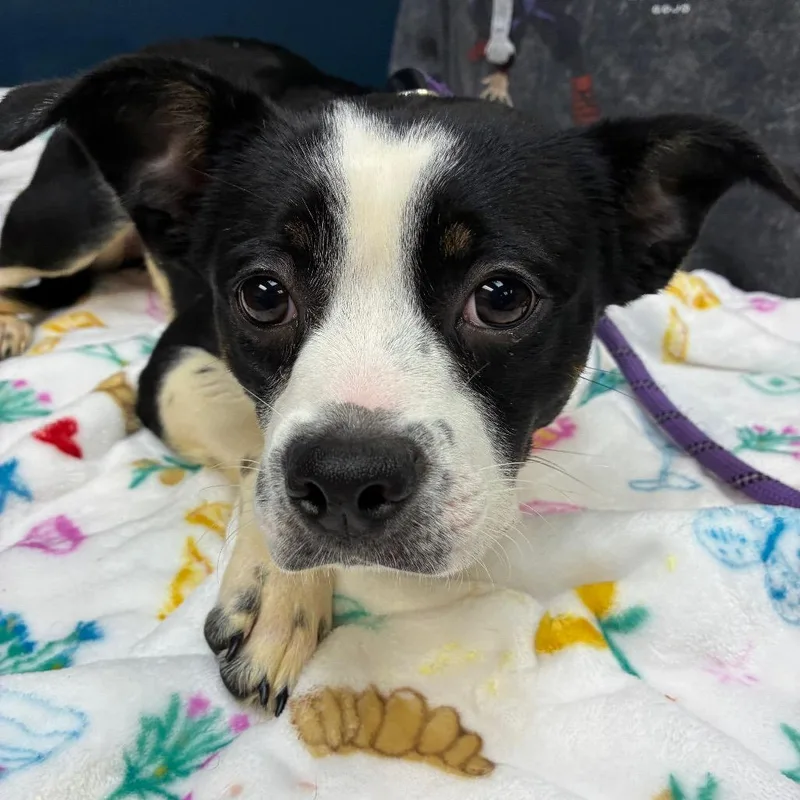 An adult medium-sized female Black Mixed Breed dog named Blossom for adoption in Newark, NJ