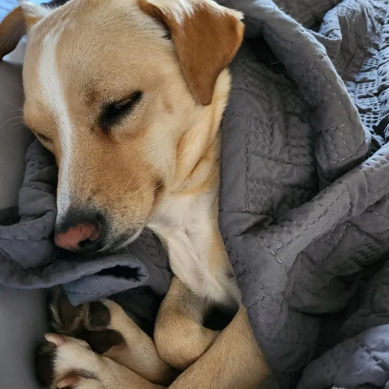 Sophie thumbnail 3