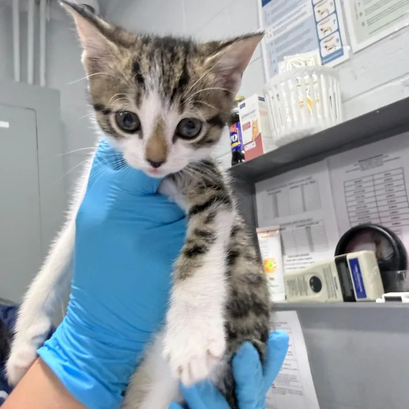 A baby small-sized male White Domestic Short Hair cat named Biscuit for adoption in Summerville, SC