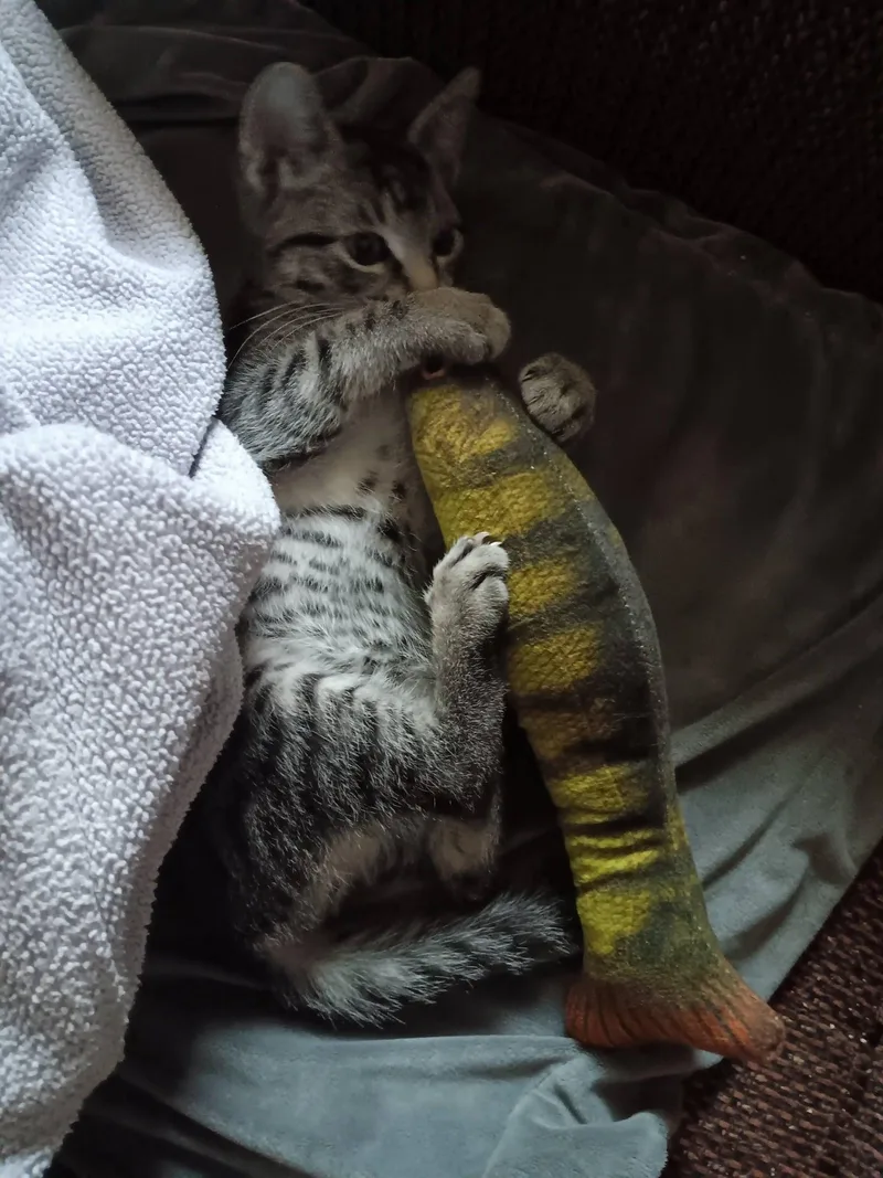 A baby small-sized male Tabby (Brown / Chocolate) Domestic Short Hair cat named Orion for adoption in Stoughton, WI