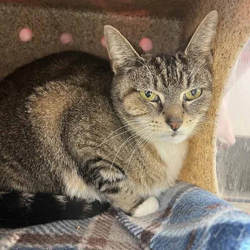 An adult medium-sized female Brown / Chocolate American Shorthair cat named Frappuccino for adoption in Fort Wayne, IN