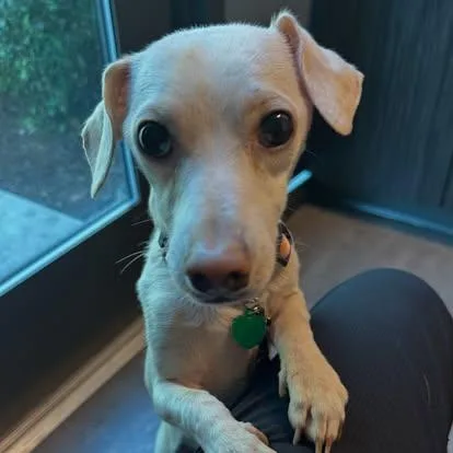 A young small-sized male Chihuahua dog named Davie for adoption in Portland, OR
