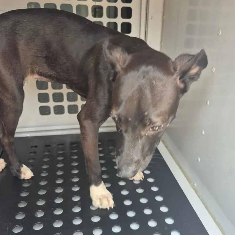 An adult small-sized female Black Mixed Breed dog named StraySouthsideCourt for adoption in Columbus, GA
