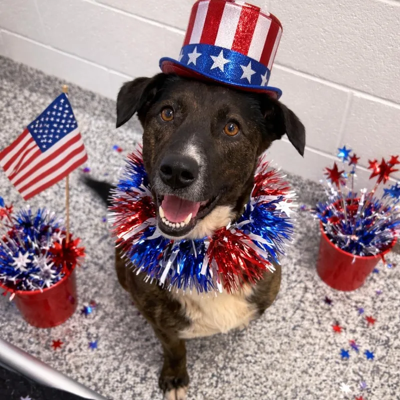 An adult medium-sized female Black Shepherd dog named Eileen for adoption in Morganton, NC