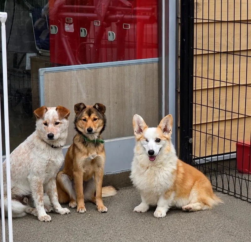 A senior medium-sized male Yellow / Tan / Blond / Fawn Corgi dog named CharlieGreat Walker Good Companion for adoption in Elma, WA