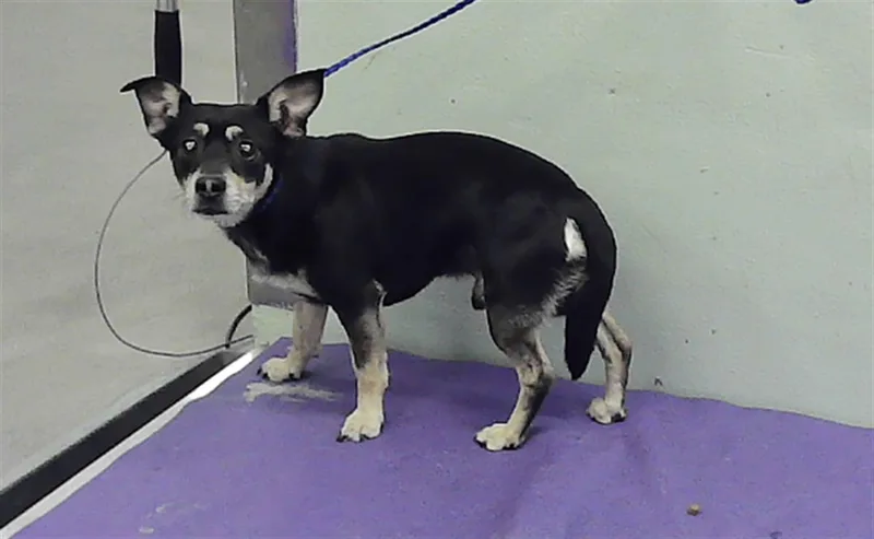 An adult medium-sized male Chihuahua dog named Frijol for adoption in Houston, TX