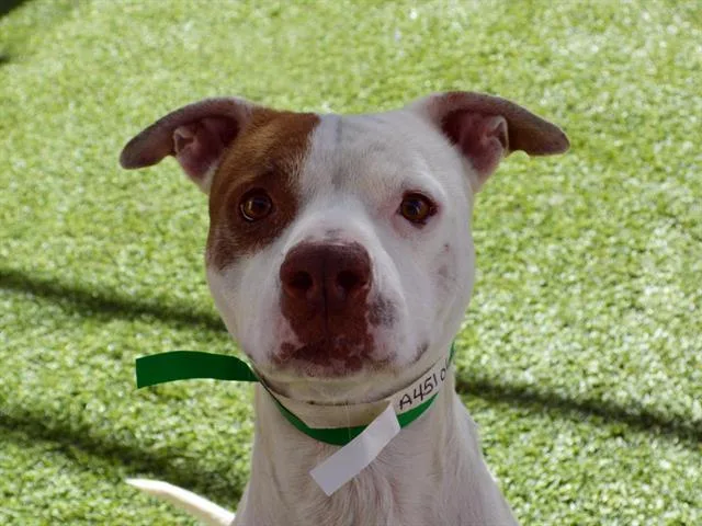 An adult large-sized male Pit Bull Terrier dog named Patrick for adoption in Mesa, AZ