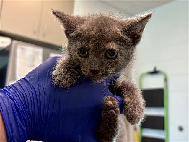 A baby small-sized female Domestic Short Hair cat named Dannika for adoption in Tavares, FL