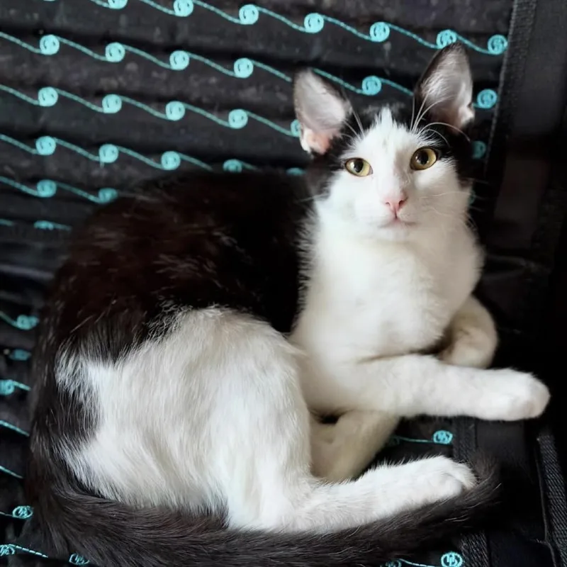 A young medium-sized female Black Domestic Short Hair cat named Taylor for adoption in Middle Village, NY