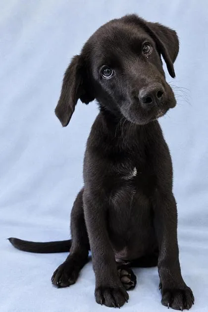 A baby large-sized male Labrador Retriever dog named Clyde for adoption in Morton Grove, IL
