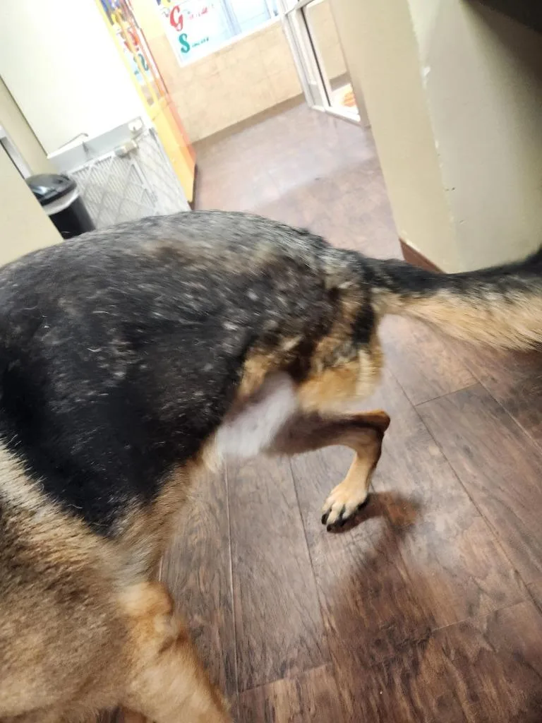 Dog Kennel  Ryder thumbnail 3