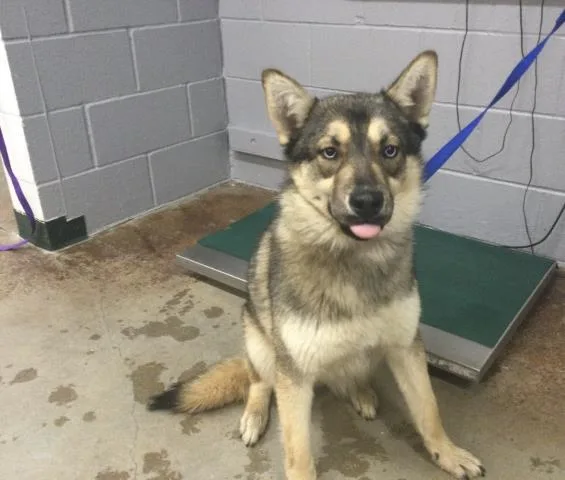 A young medium-sized female Siberian Husky dog named Maxine for adoption in Thousand Palms, CA