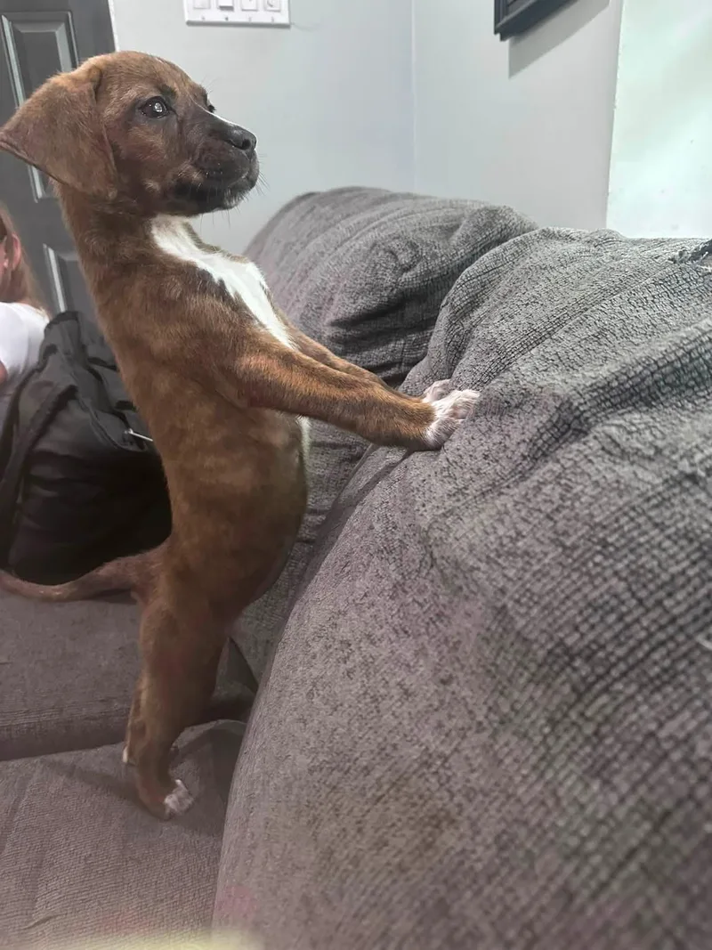 Roo