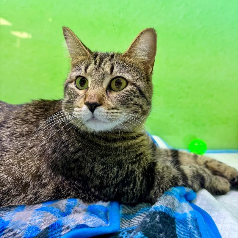 An adult large-sized female Brown / Chocolate Domestic Short Hair cat named Amalthea for adoption in Zimmerman, MN