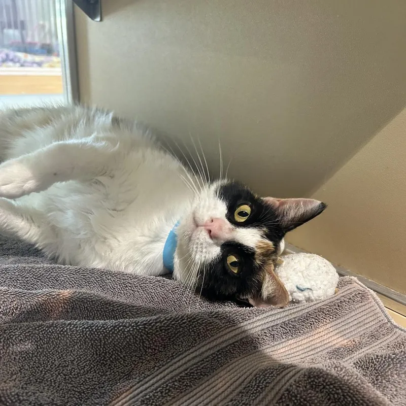 A young medium-sized female Calico Domestic Short Hair cat named Nacho for adoption in Leander, TX