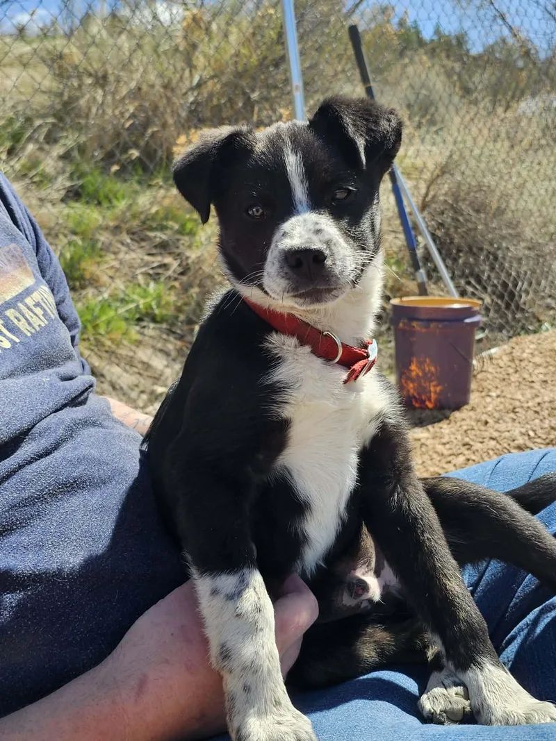 Clifford thumbnail 2