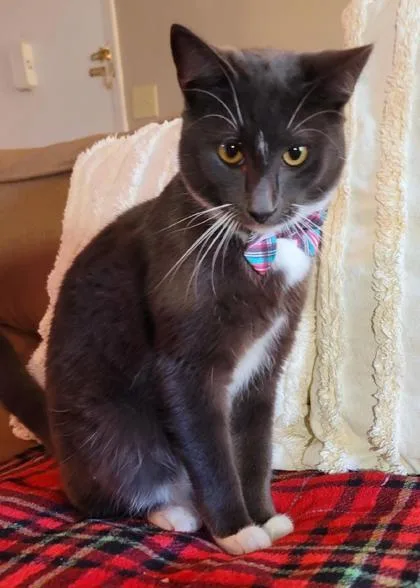 A young medium-sized male Domestic Short Hair cat named Amir for adoption in Savannah, GA