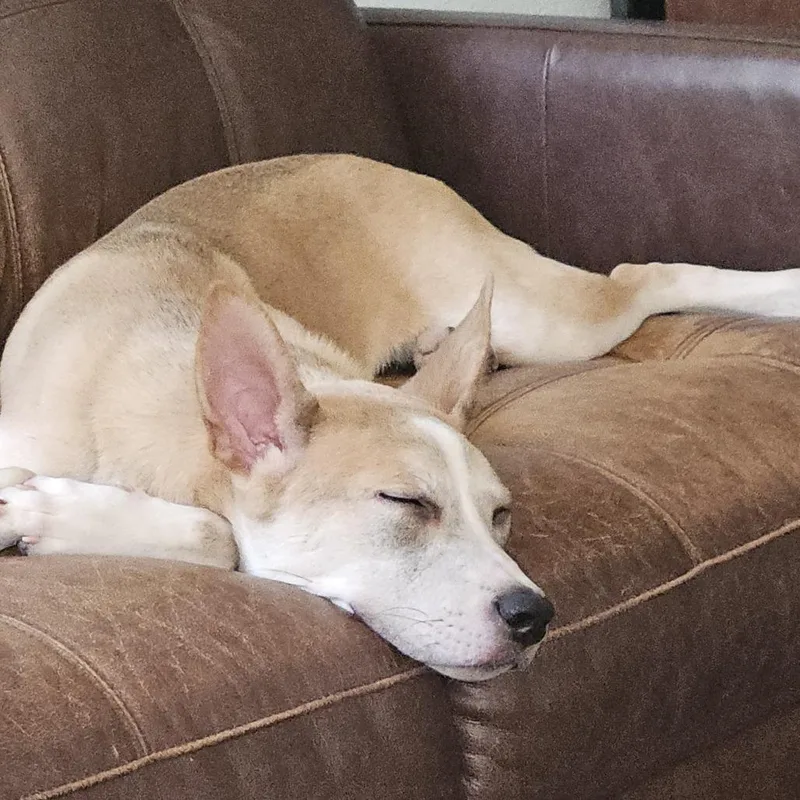 Ajax