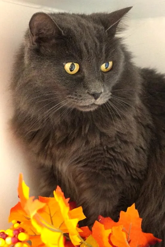 A senior medium-sized female Gray / Blue / Silver Domestic Long Hair cat named Phoebe for adoption in Grants Pass, OR