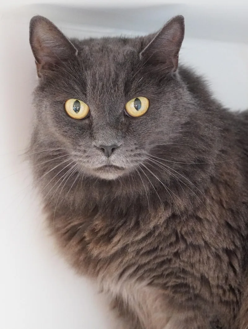 Phoebe thumbnail 3