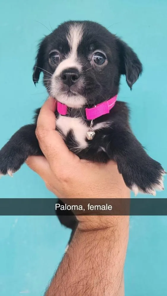 A baby small-sized female Tricolor (Brown, Black, & White) Havanese dog named Paloma for adoption in Evansville, IN