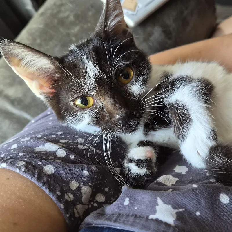 A baby medium-sized female Black & White / Tuxedo Domestic Short Hair cat named Paprika for adoption in Tilton, IL