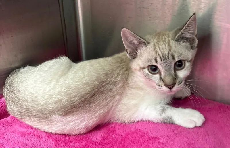 A baby medium-sized female Domestic Short Hair cat named Henrietta for adoption in Greeneville, TN