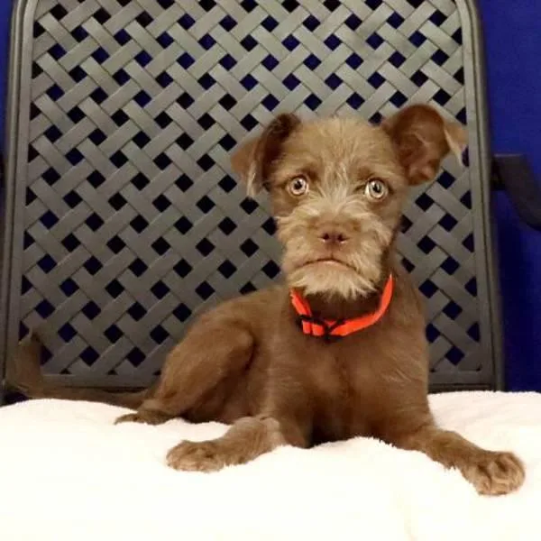 A baby small-sized male Terrier dog named Eustis for adoption in Fort Davis, TX