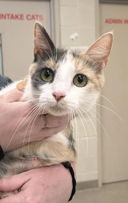 An adult medium-sized female Domestic Short Hair cat named Porsche for adoption in Fishers, IN