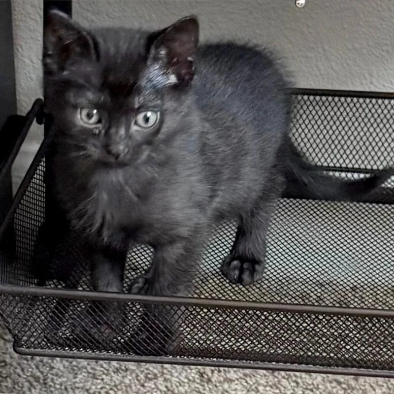 A baby small-sized male Black Domestic Short Hair cat named Tink for adoption in Austin, TX