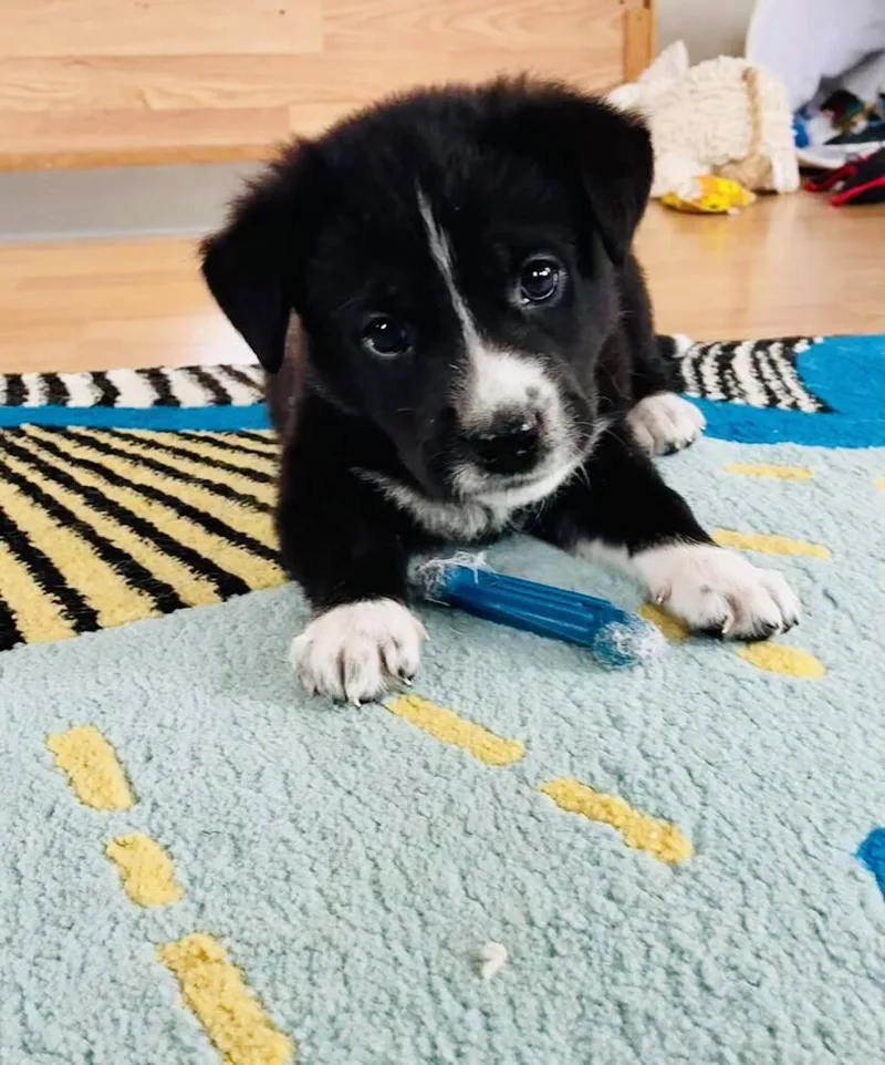 A baby small-sized female Great Pyrenees dog named Poppycock for adoption in Milton, DE